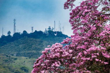 A beautiful blooming Guayacan in front of the iconic Hill of the Three Crosses, two symbols of the Cali city in Colombia clipart