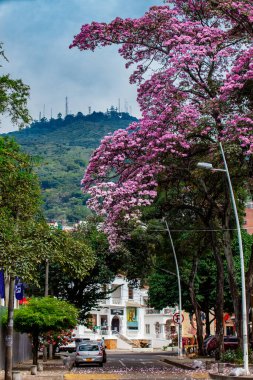 CALI, COLOMBIA - AUGUST 2021. A beautiful blooming Guayacan and the iconic Hill of the Three Crosses, two symbols of the Cali city in Colombia