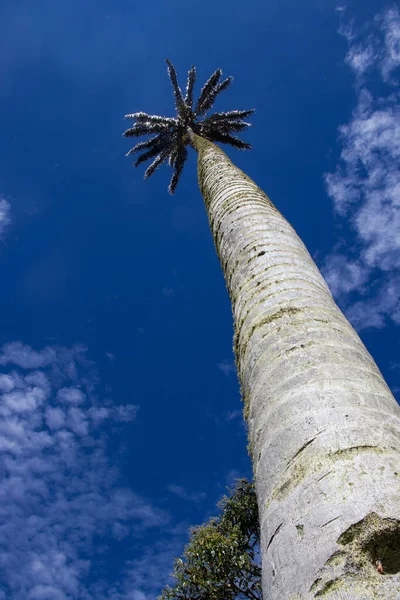 Arbre National Colombien Palmier Cire Quindio Vallée Cocora Situé Dans — Photo