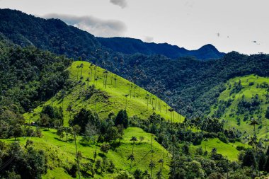 Kolombiya 'nın Quindio bölgesindeki Salento' da bulunan Cocora Vadisi 'ndeki güzel bulut ormanı ve Quindio Balmumu Palmiyeleri.