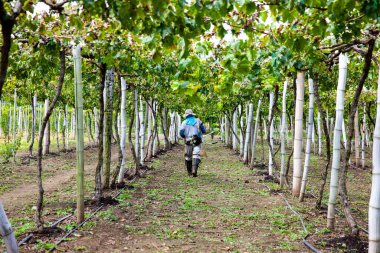 Kolombiya 'nın Valle del Cauca bölgesinde üzüm ekimi manzarası