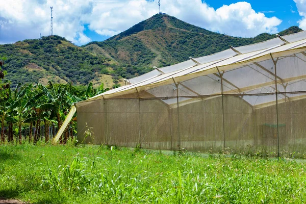 Kolombiya 'nın Valle del Cauca bölgesinde bir sera ve görkemli dağların manzarası