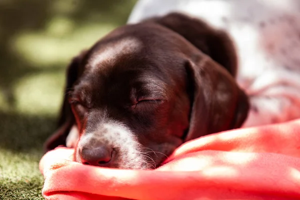 Pequeño Cachorro Raza Francesa Pointing Dog Durmiendo Bajo Sol — Foto de Stock