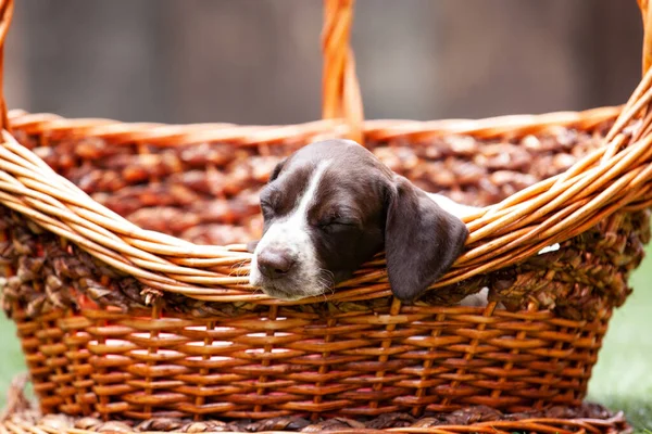 Pequeño Cachorro Raza French Pointing Dog Durmiendo Una Canasta Bajo — Foto de Stock