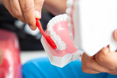 Dişçi dişlerini fırçalamak için doğru yolu göstermek için diş modelini kullanıyor.