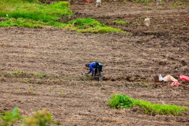 CUNDINAMARCA, COLOMBIA - MAYIS, 2022: Kolombiya 'nın Cundinamarca bölgesindeki patates mahsullerinin hasat edilmesi