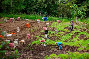 CUNDINAMARCA, COLOMBIA - MAYIS, 2022: Kolombiya 'nın Cundinamarca bölgesindeki patates mahsullerinin hasat edilmesi