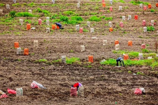 Cosecha Del Cultivo Patata Región Cundinamarca Colombia — Foto de Stock