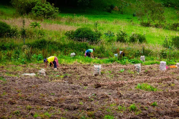 Cundinamarca Colombia Mayo 2022 Cosecha Del Cultivo Papa Región Cundinamarca — Foto de Stock