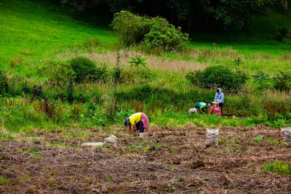 Cundinamarca Colombia Mayo 2022 Cosecha Del Cultivo Papa Región Cundinamarca — Foto de Stock