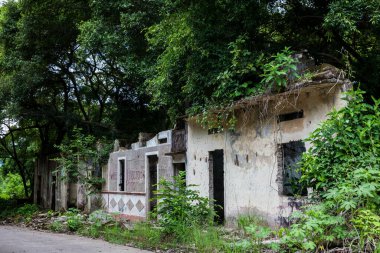 1985 'te Nevado del Ruiz yanardağının yol açtığı trajediden 37 yıl sonra Armero Kasabası' nın yıkılmış evlerinin kalıntıları ağaçlar ve doğa ile kaplıydı.