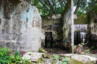 1985 'te Nevado del Ruiz yanardağının yol açtığı trajediden 37 yıl sonra Armero Kasabası' nın yıkılmış evlerinin kalıntıları ağaçlar ve doğa ile kaplıydı.