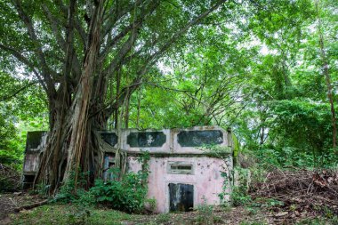 Trees and roots growing over an abanonded house in Armero Town after 37 years of the tragedy caused by the Nevado del Ruiz Volcano in 1985