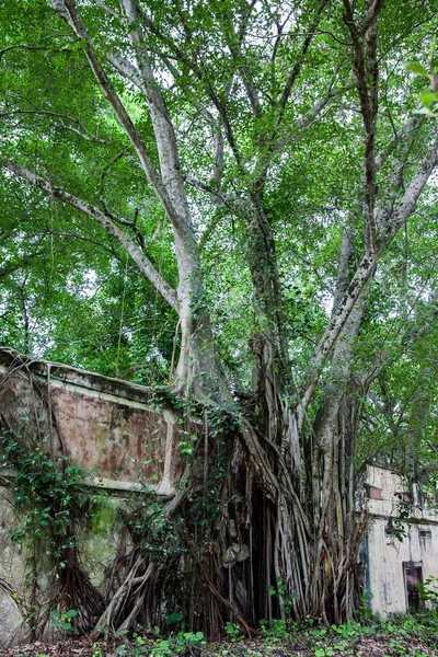 Trees Roots Growing Abanonded House Armero Town Years Tragedy Caused — ストック写真