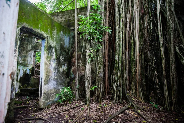 Trees Roots Growing Abanonded House Armero Town Years Tragedy Caused — ストック写真