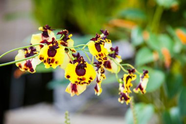 Closeup of one of the beautiful Colombian orchids. The Flowers Festival from Medelln in Colombia.