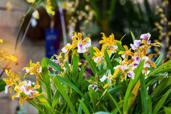 Closeup One Beautiful Colombian Orchids Flowers Festival Medelln Colombia — Φωτογραφία Αρχείου