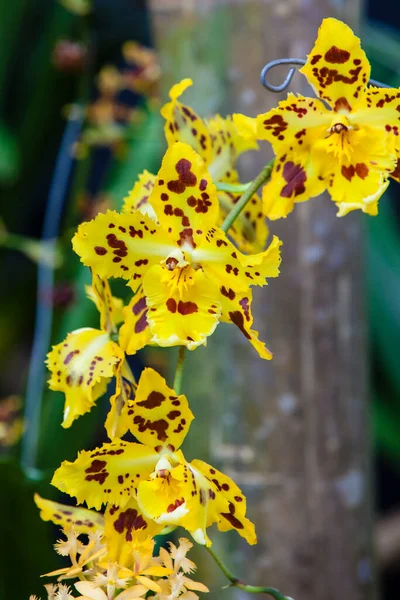 Closeup One Beautiful Colombian Orchids Flowers Festival Medelln Colombia — Zdjęcie stockowe