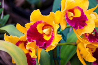 Kolombiya 'nın en güzel orkidelerinden birine yakın çekim. Kolombiya 'daki Medelln' den Çiçek Festivali. Cattleya cinsine ait orkide.