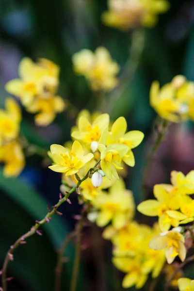 Closeup One Beautiful Colombian Orchids Flowers Festival Medelln Colombia — Stock Photo, Image