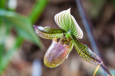 Closeup of one of the beautiful Colombian orchids. The Flowers Festival from Medelln in Colombia. 