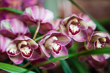 Closeup of one of the beautiful Colombian orchids. The Flowers Festival from Medelln in Colombia.