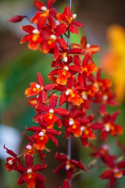 Closeup of one of the beautiful Colombian orchids. The Flowers Festival from Medelln in Colombia.