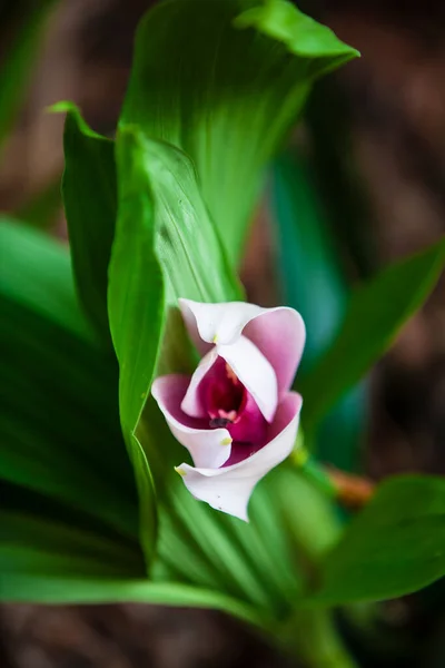 Closeup One Beautiful Colombian Orchids Flowers Festival Medelln Colombia — Stock Photo, Image