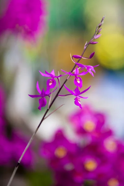 Closeup One Beautiful Colombian Orchids Flowers Festival Medelln Colombia — Foto de Stock