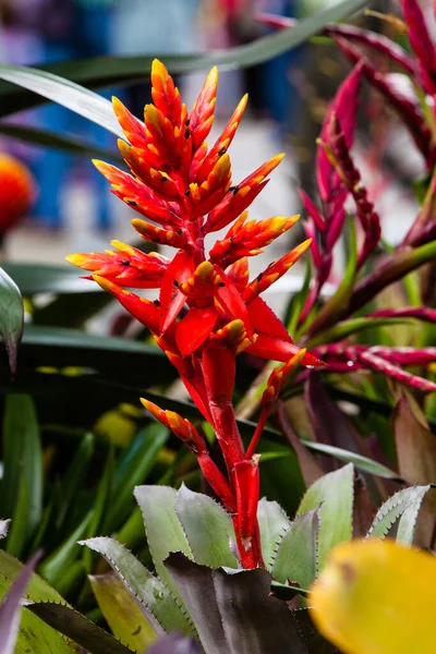 Closeup Beautiful Bromelia Colombia —  Fotos de Stock