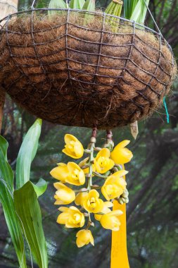 Closeup of one of the beautiful Colombian orchids. The Flowers Festival from Medelln in Colombia.