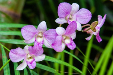 Closeup of one of the beautiful Colombian orchids. The Flowers Festival from Medelln in Colombia.