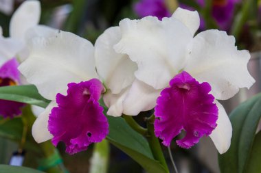 Kolombiya 'nın en güzel orkidelerinden birine yakın çekim. Kolombiya 'daki Medelln' den Çiçek Festivali. Cattleya cinsine ait orkide.