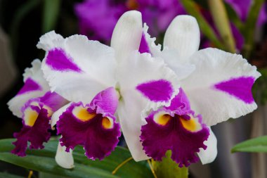 Kolombiya 'nın en güzel orkidelerinden birine yakın çekim. Kolombiya 'daki Medelln' den Çiçek Festivali. Cattleya cinsine ait orkide.