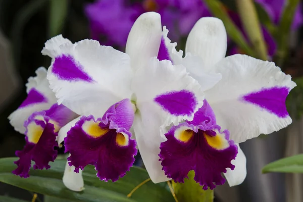 Kolombiya 'nın en güzel orkidelerinden birine yakın çekim. Kolombiya 'daki Medelln' den Çiçek Festivali. Cattleya cinsine ait orkide.