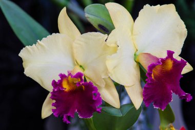 Kolombiya 'nın en güzel orkidelerinden birine yakın çekim. Kolombiya 'daki Medelln' den Çiçek Festivali. Cattleya cinsine ait orkide.