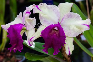 Kolombiya 'nın en güzel orkidelerinden birine yakın çekim. Kolombiya 'daki Medelln' den Çiçek Festivali. Cattleya cinsine ait orkide.