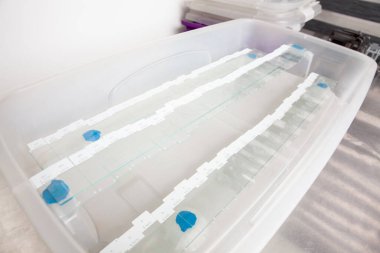 Bilimadamları laboratuvarda immünohistokimya testi için parafin yerleştirilmiş doku örnekleri hazırlıyorlar..