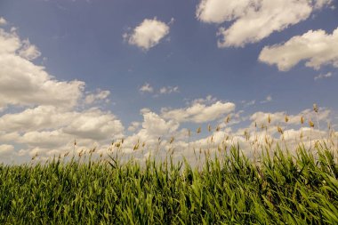 Terk edilmiş bir gölün yakınındaki büyük yeşil sazlıklar. Bulutların arkasında Reed çalıları.
