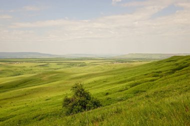 Büyük sığır sürüsü ve buzağılar yeşil alp çayırlarında. İnekler ve boğalar küçük bir göl kenarında otlarlar..