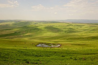 Büyük sığır sürüsü ve buzağılar yeşil alp çayırlarında. İnekler ve boğalar küçük bir göl kenarında otlarlar..