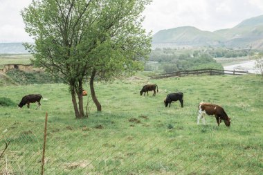Yazın yeşil çimenli terk edilmiş kırsal arazi. Eski yıkılan çitler inekler ve atlar için bir ağıldır..