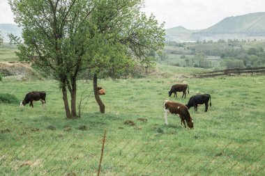 Yazın yeşil çimenli terk edilmiş kırsal arazi. Eski yıkılan çitler inekler ve atlar için bir ağıldır..