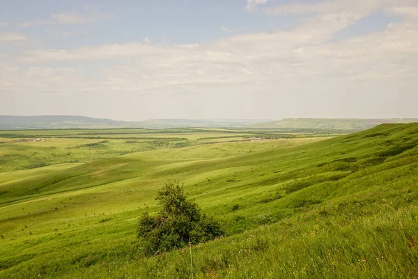 Büyük sığır sürüsü ve buzağılar yeşil alp çayırlarında. İnekler ve boğalar küçük bir göl kenarında otlarlar..