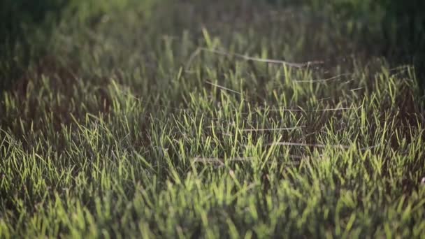 Cobweb sobre hierba verde en la soleada mañana. Telaraña con rayos de sol a través del rocío de la mañana en la hierba en el amanecer — Vídeos de Stock