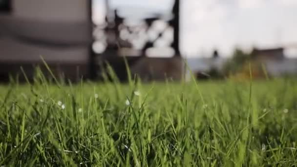 Friss tavaszi zöld fű pásztázása a szép réten. Nyári koncepció. Alacsony szögű babakocsi egyenletes lövés — Stock videók
