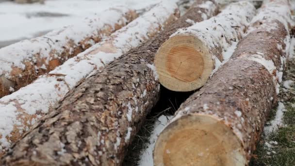 Madeira serrada para a indústria da madeira no inverno. troncos pilha coberta com neve na floresta. Fileiras de troncos esperando para serem transportados na floresta. Close Up de lenha picada no inverno — Vídeo de Stock