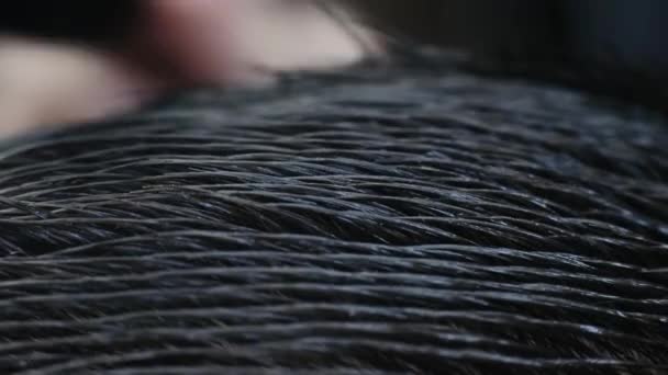 Hairdresser combs a humans hair with a hair brush, top view, closeup macro — Stock Video