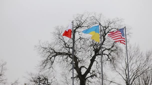 Прапори Польщі, США та України на флагштоках на оголеному тлі дерева в зимовий сезон. Співпраця з Європою та Америкою — стокове відео