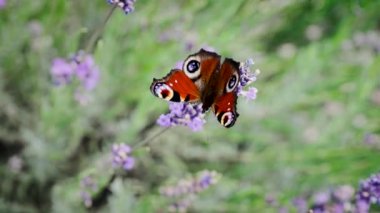 Butterfly with orange black wings is flying and sitting on lavender flower in morning. Extremely close up of monarch butterfly. Beautiful nature in summer season